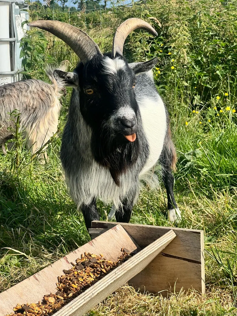 Buck Pygmy Goat - Image 4