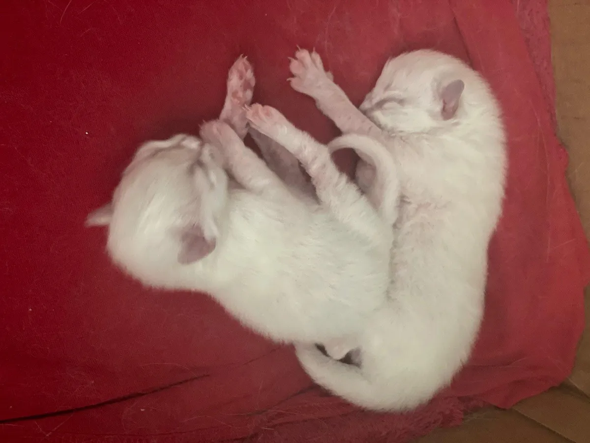 Purebred Ragdoll Kittens - bookings open! - Image 2