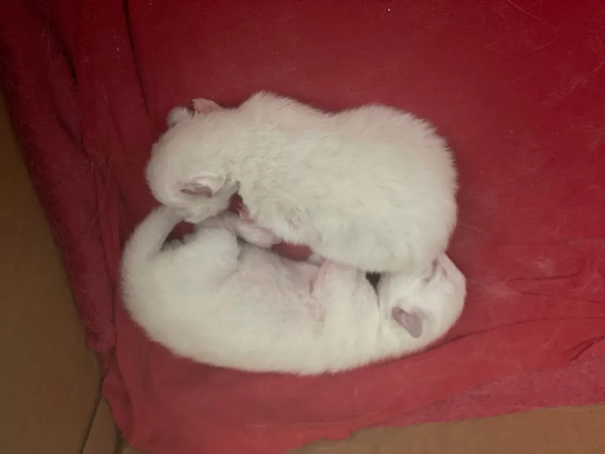 Purebred Ragdoll Kittens - bookings open! - Image 3