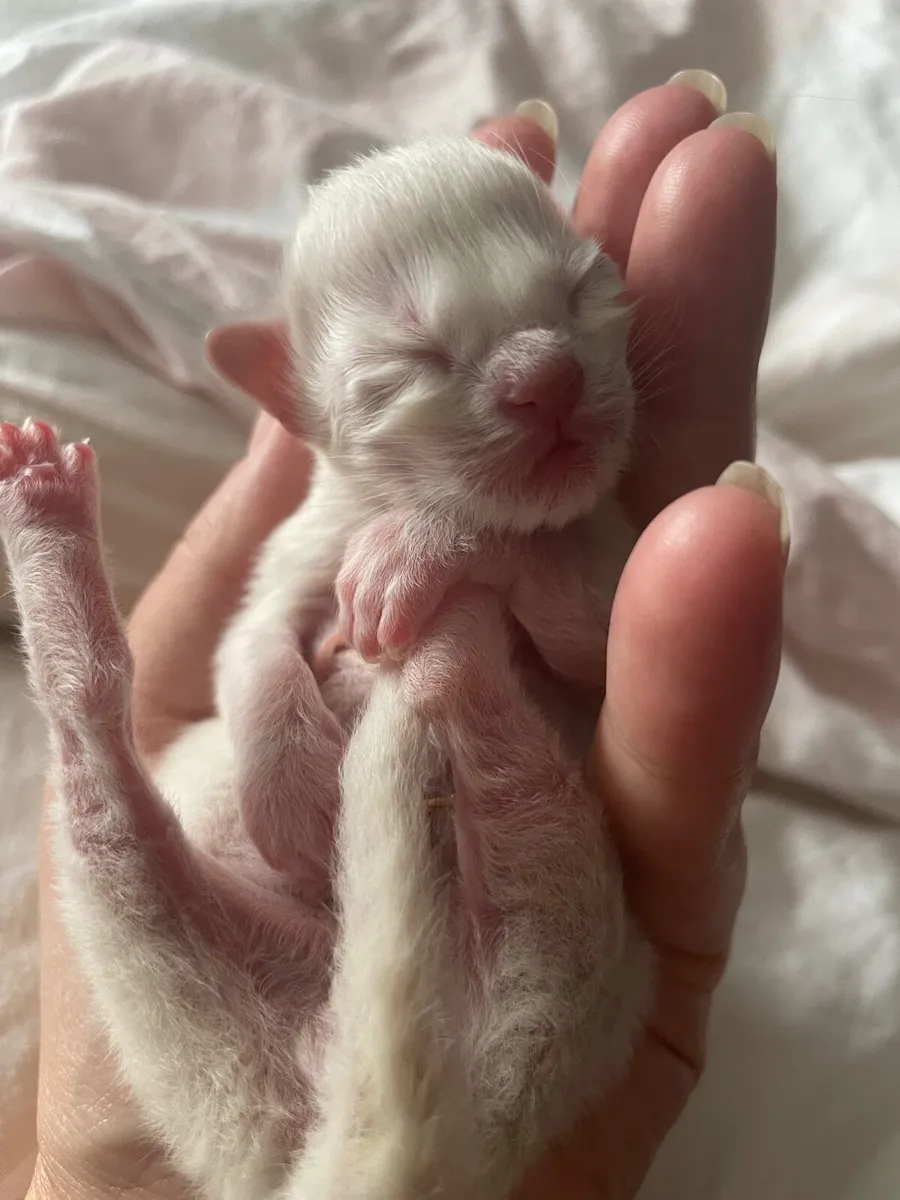 Purebred Ragdoll Kittens - bookings open! - Image 1