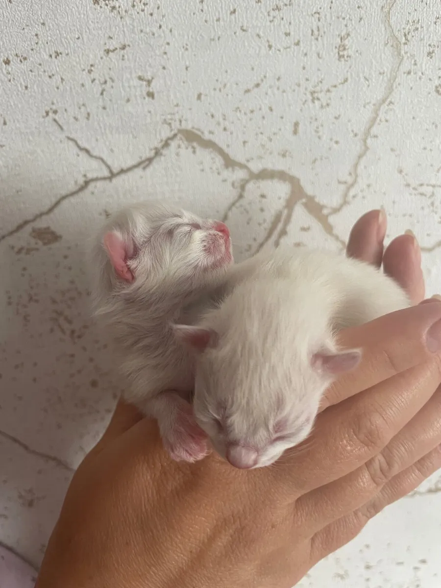 Purebred Ragdoll Kittens - bookings open! - Image 4