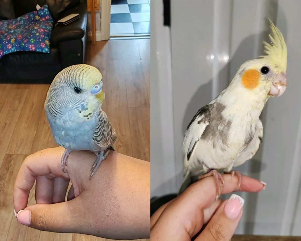 Baby Hand reared cockatiels and budgies - Image 1