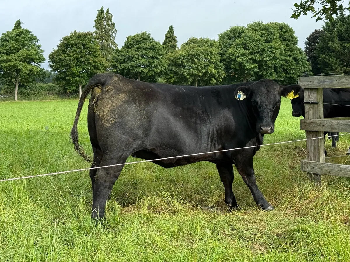 Pedigree Angus Yearling Heifers - Image 1