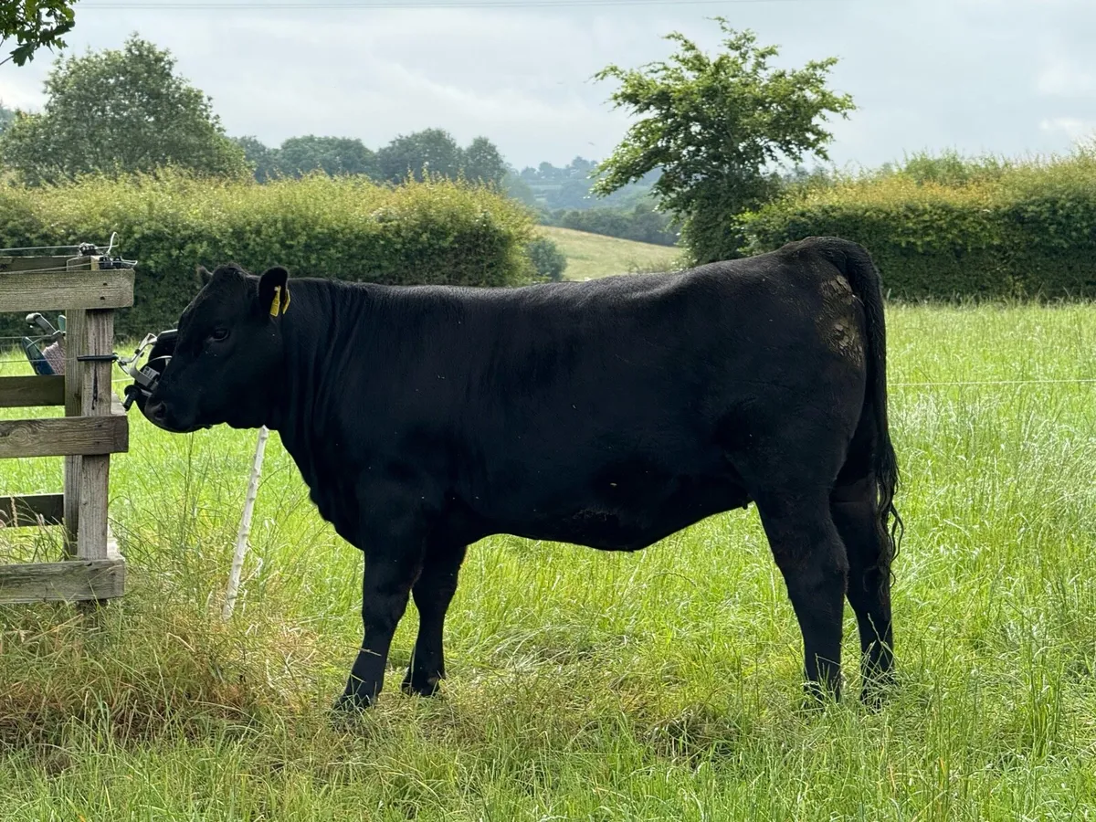 Pedigree Angus Yearling Heifers - Image 2