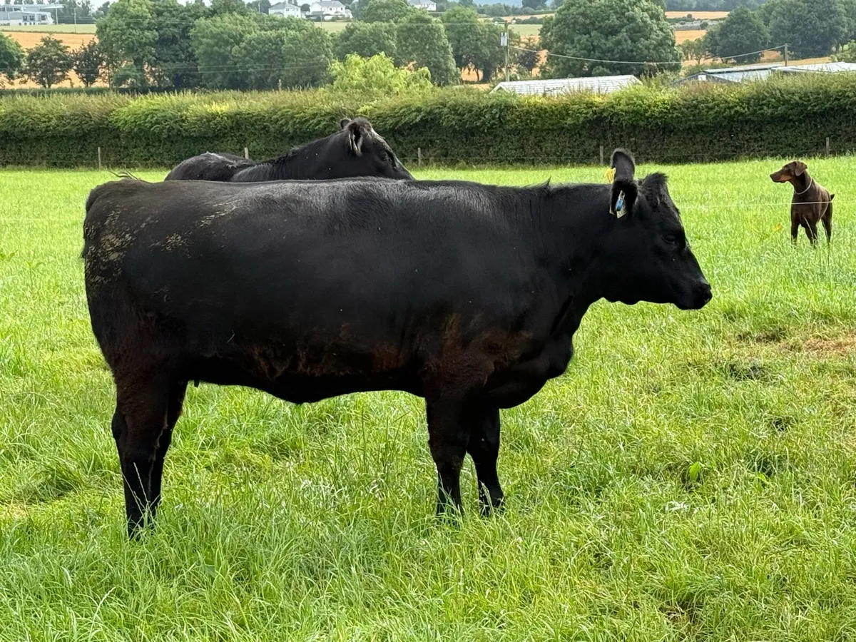 Pedigree Angus Yearling Heifers - Image 3