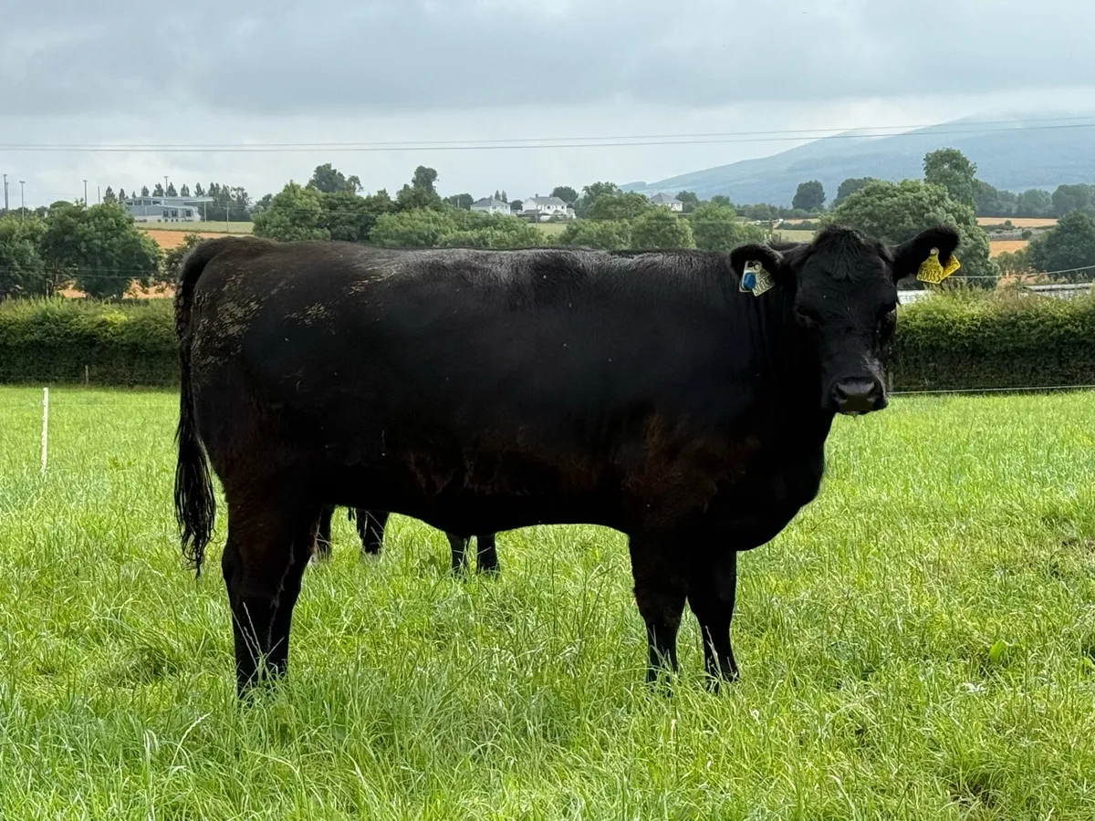 Pedigree Angus Yearling Heifers - Image 4