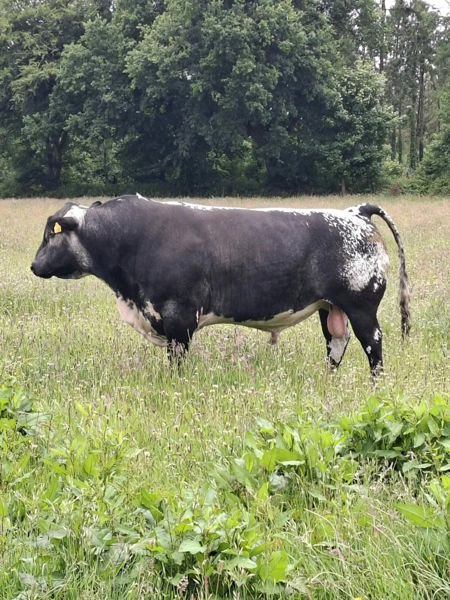 Speckle Park PBR bull - Image 1
