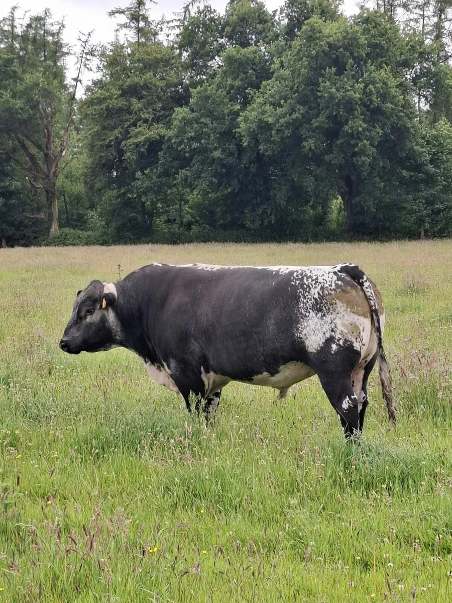 Speckle Park PBR bull - Image 2