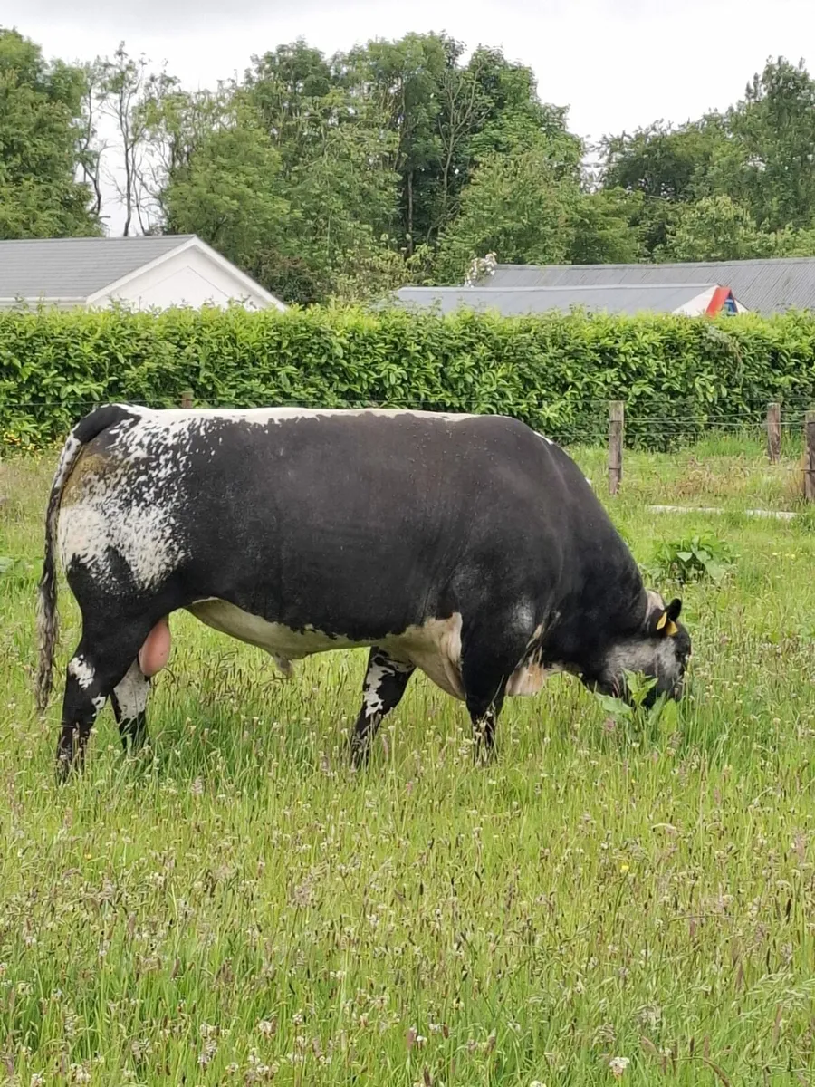 Speckle Park PBR bull - Image 3