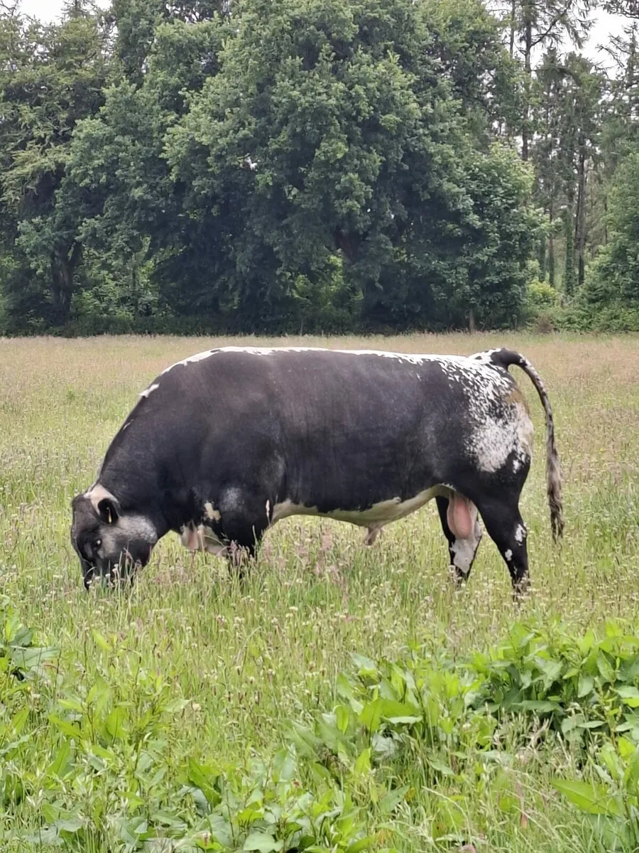 Speckle Park PBR bull - Image 4