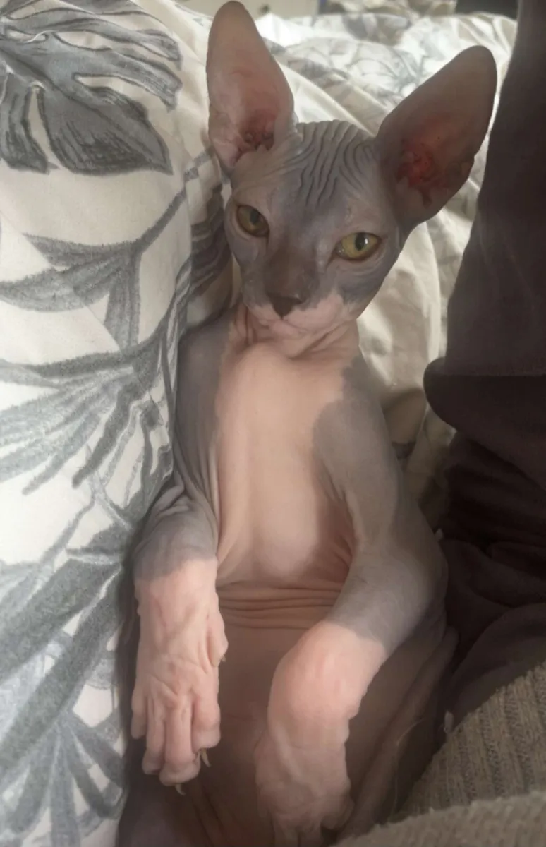Lilac male sphynx kitten - Image 2