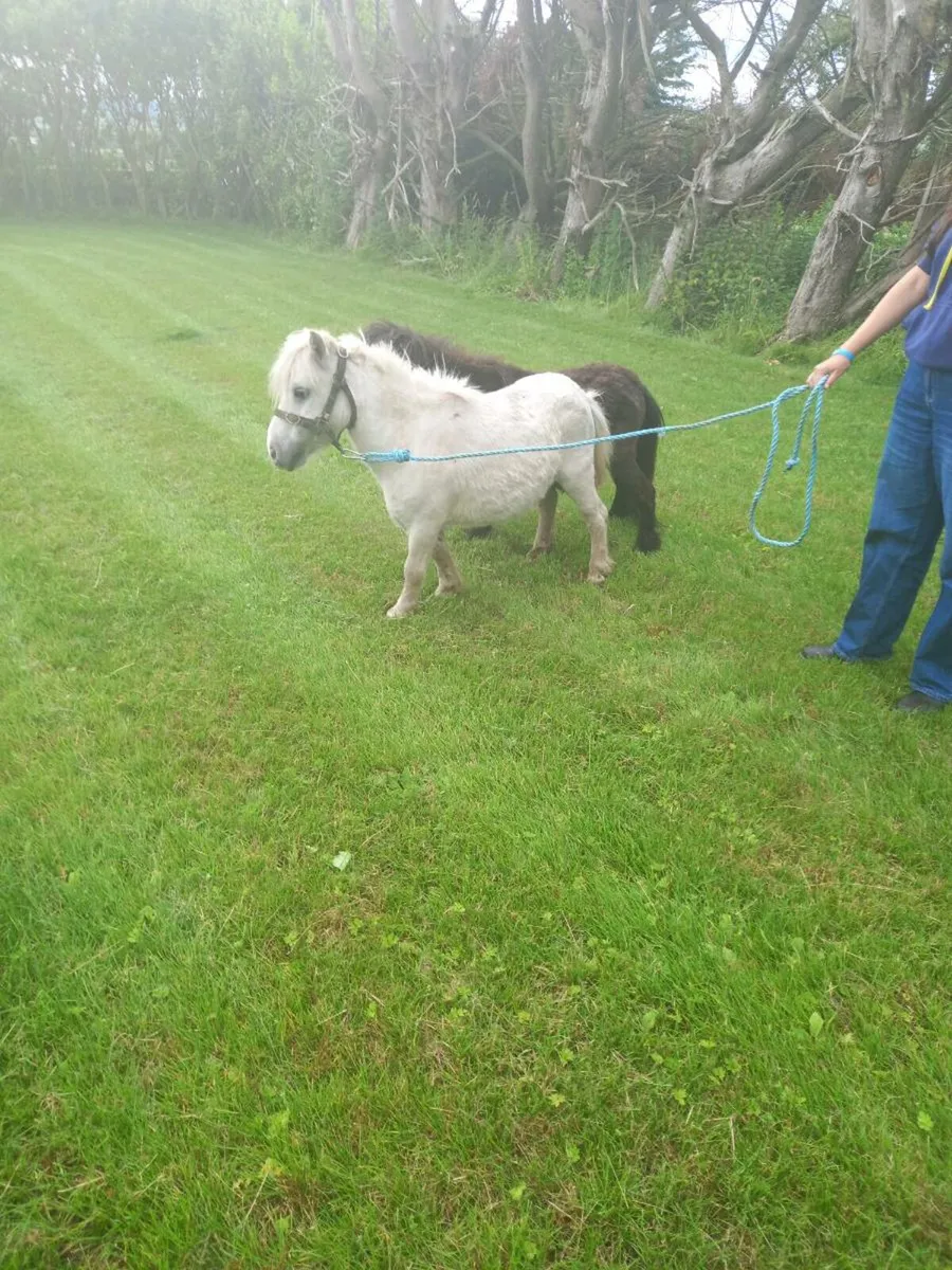 Miniature mare 30inches.....10yo - Image 1