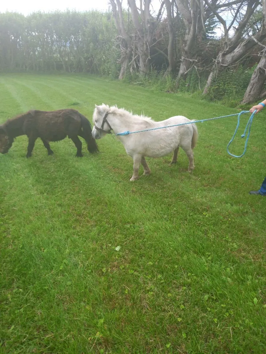 Miniature mare 30inches.....10yo - Image 2