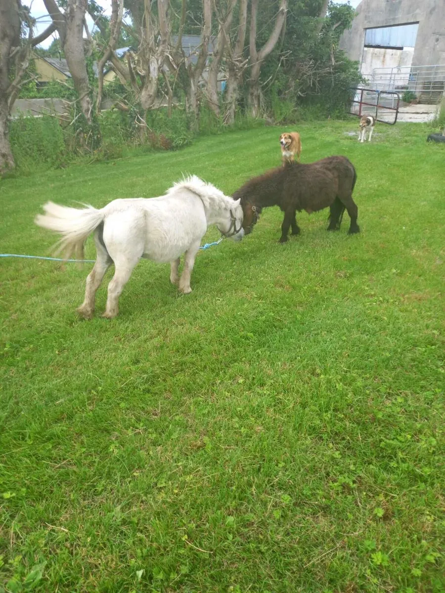 Miniature mare 30inches.....10yo - Image 3