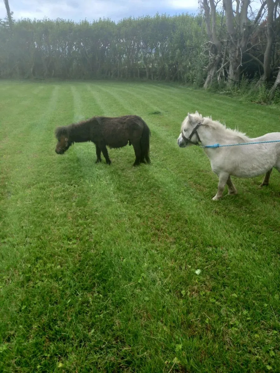 Miniature mare 30inches.....10yo - Image 4