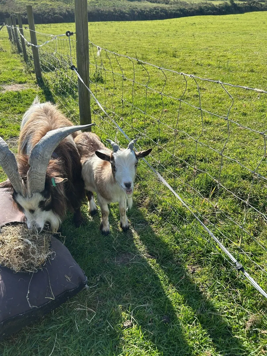 Young Pregnant Pygmy Goat - Image 1
