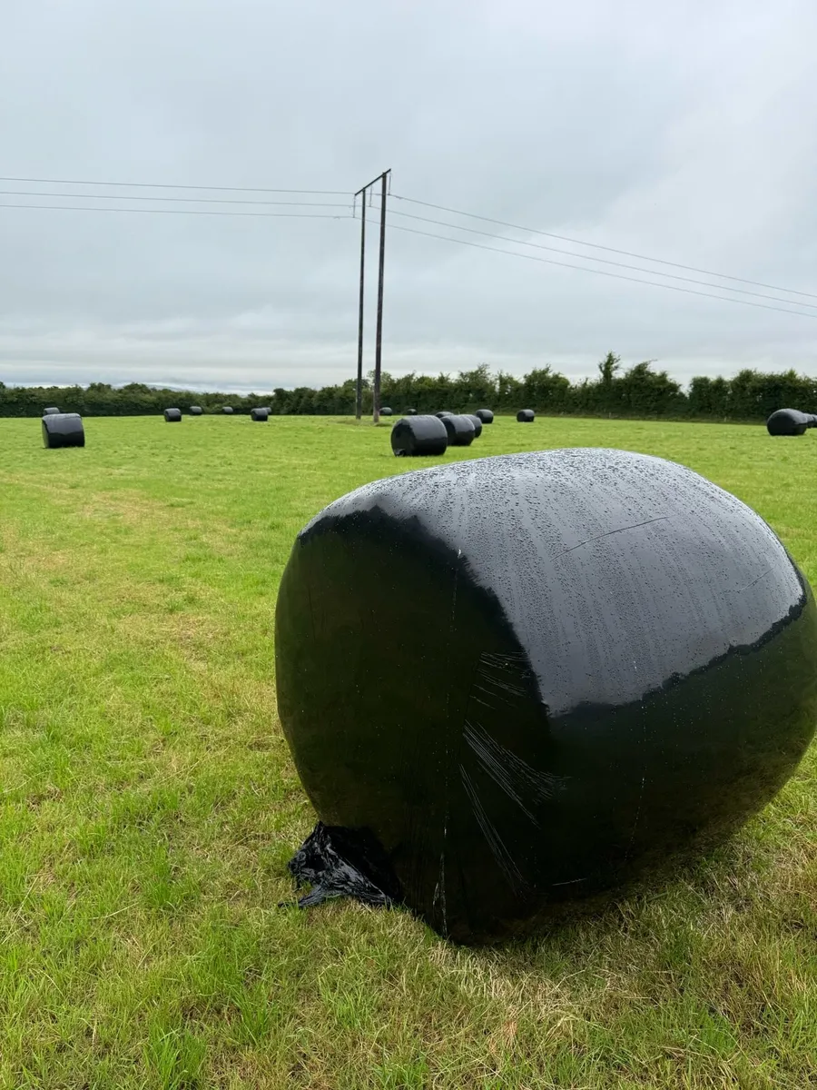 Silage bales - Image 1