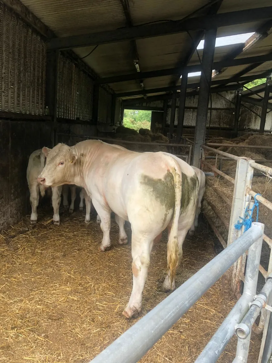Bull - Image 1