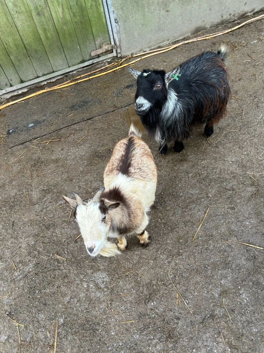Young Pregnant Pygmy Goat - Image 3