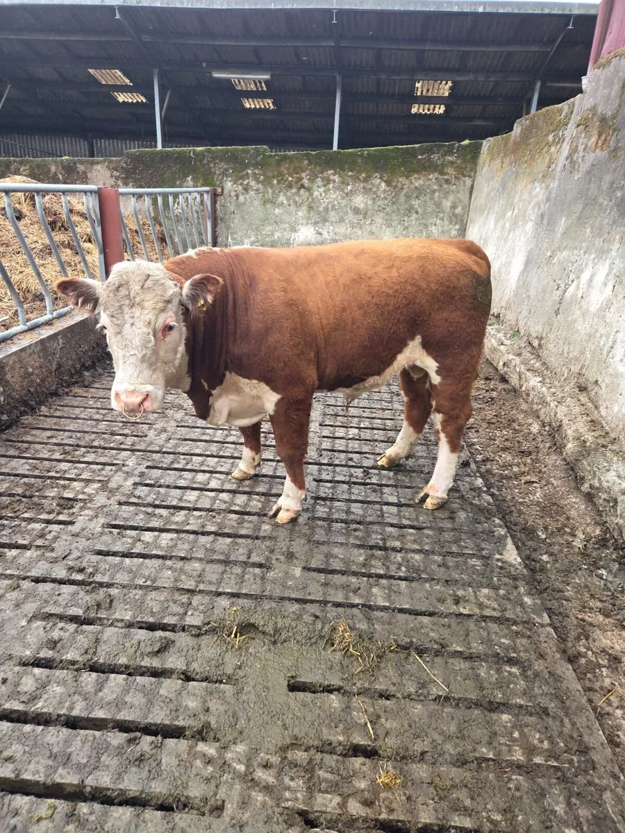 Purebred Hereford bull - Image 1