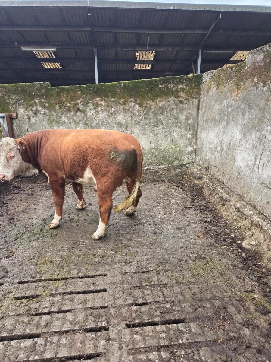 Purebred Hereford bull - Image 2