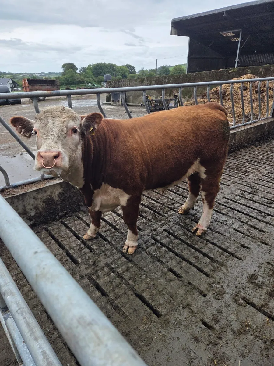 Purebred Hereford bull - Image 3