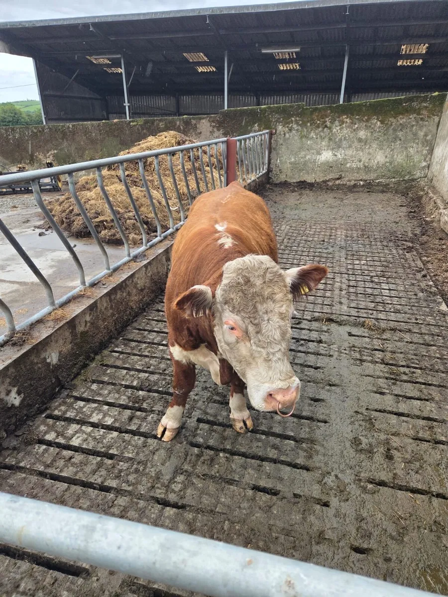 Purebred Hereford bull - Image 4