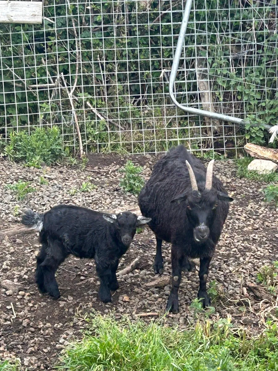 Pygmy goats for sale - Image 2