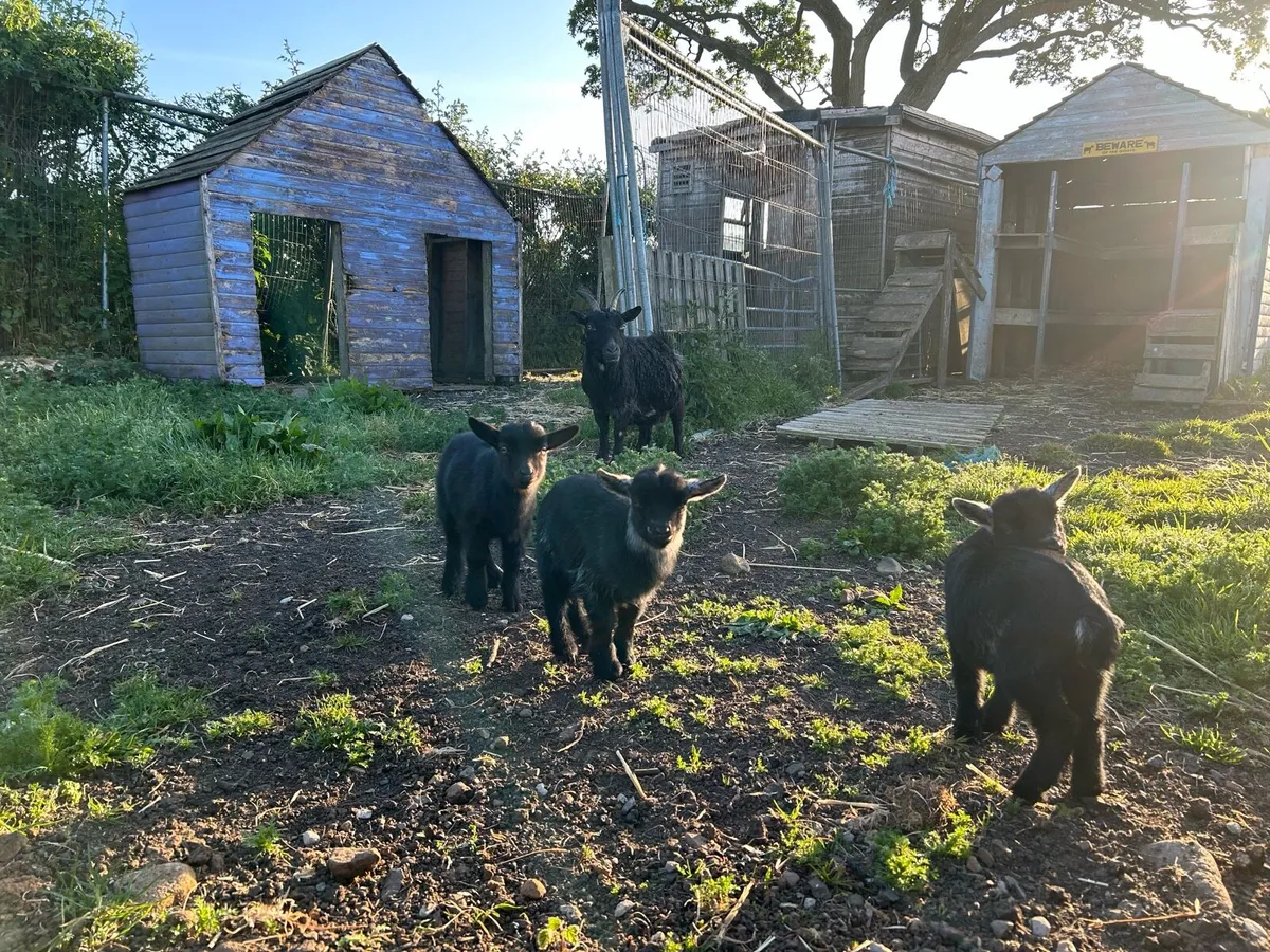 Pygmy goats for sale - Image 3