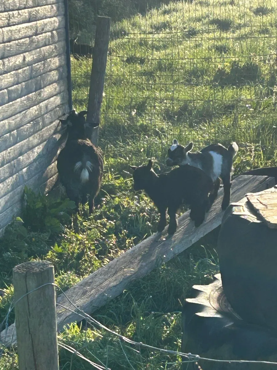 Pygmy goats for sale - Image 4