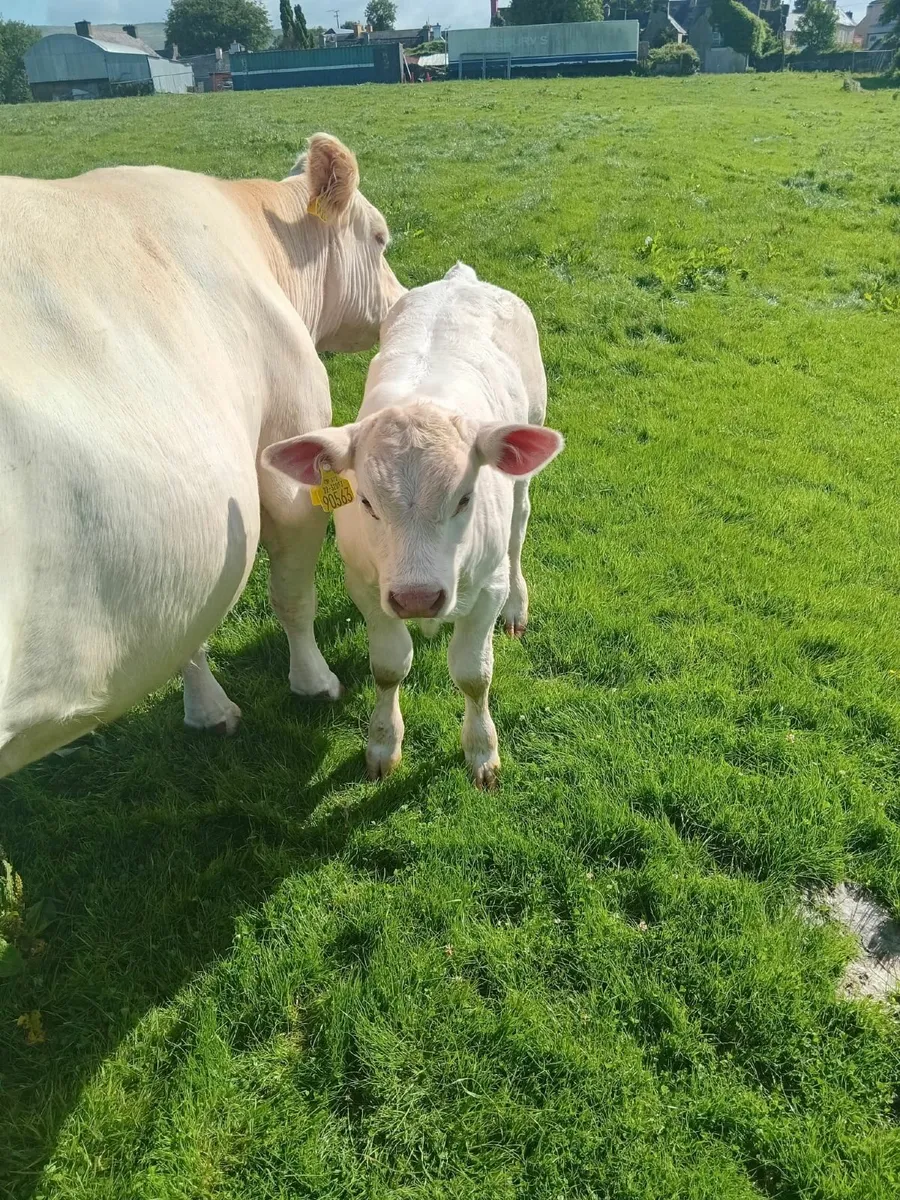Bull - Image 4