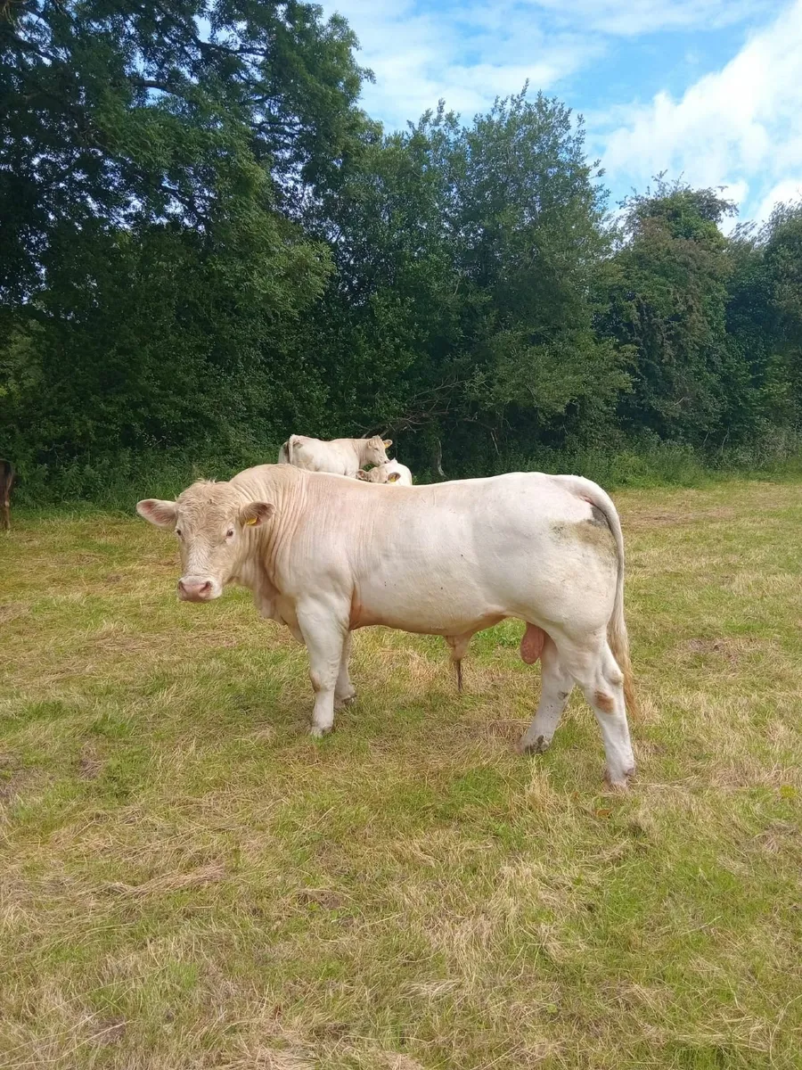 Bull - Image 2
