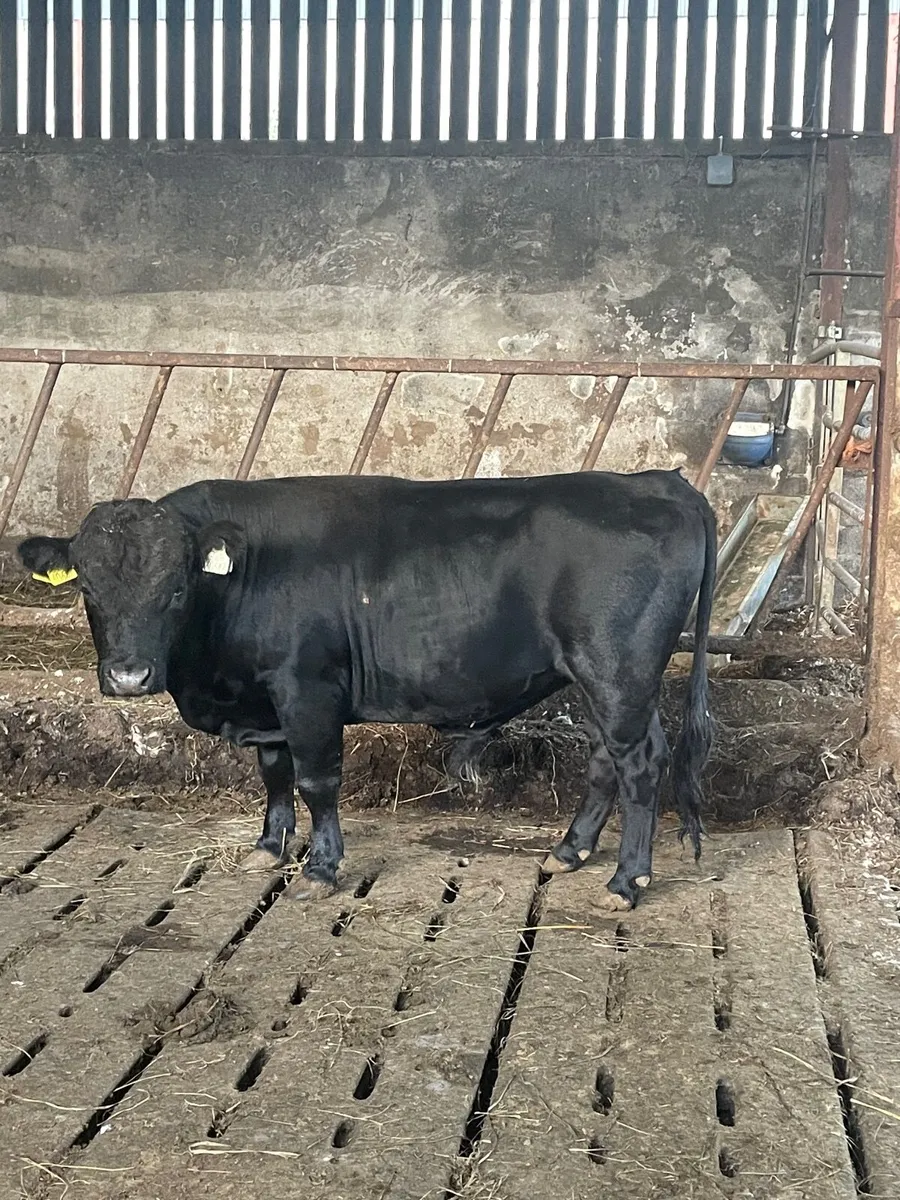 Dexter bull - Image 1