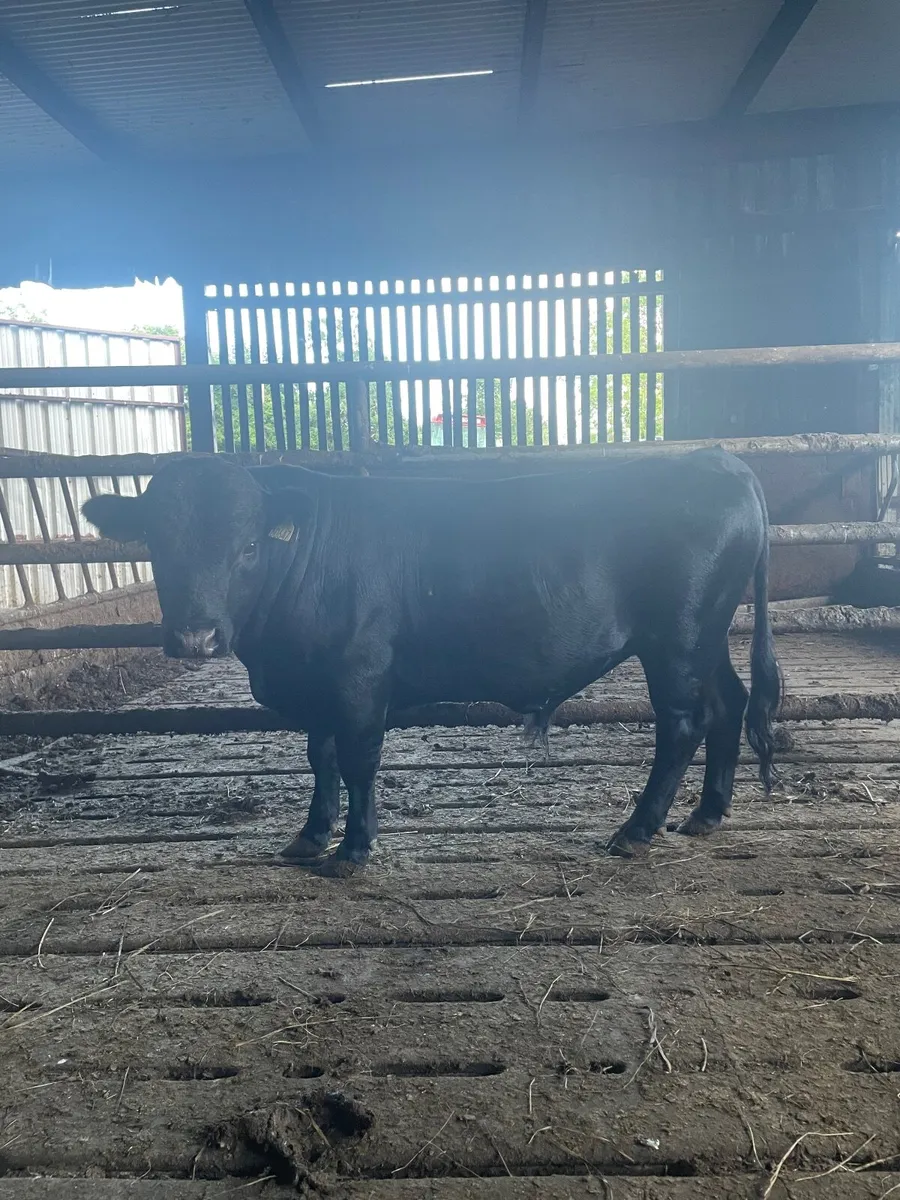 Dexter bull - Image 2