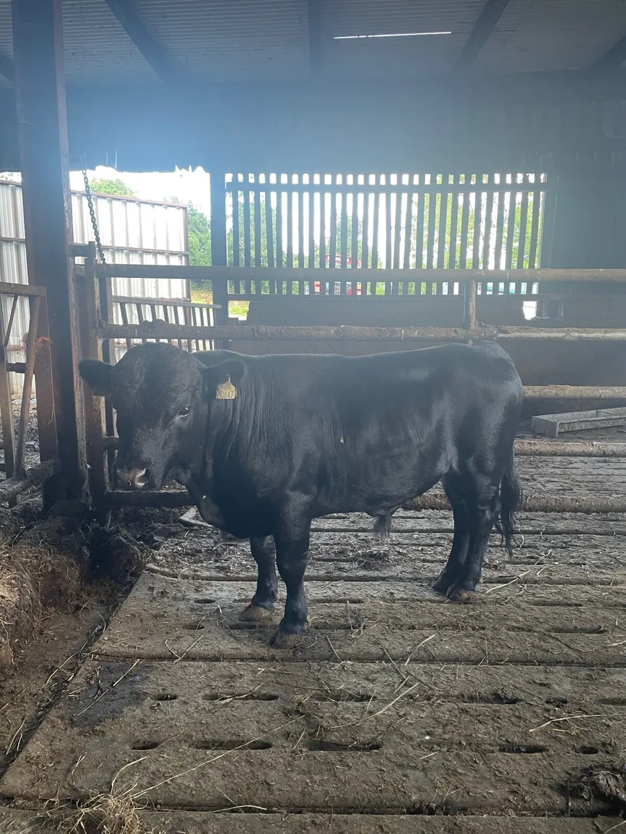 Dexter bull - Image 3