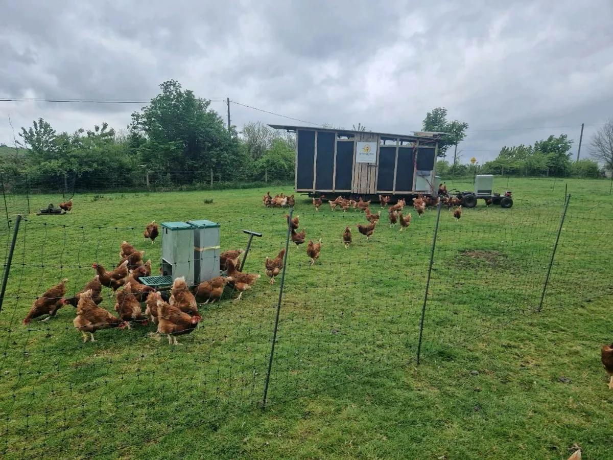 Hens
