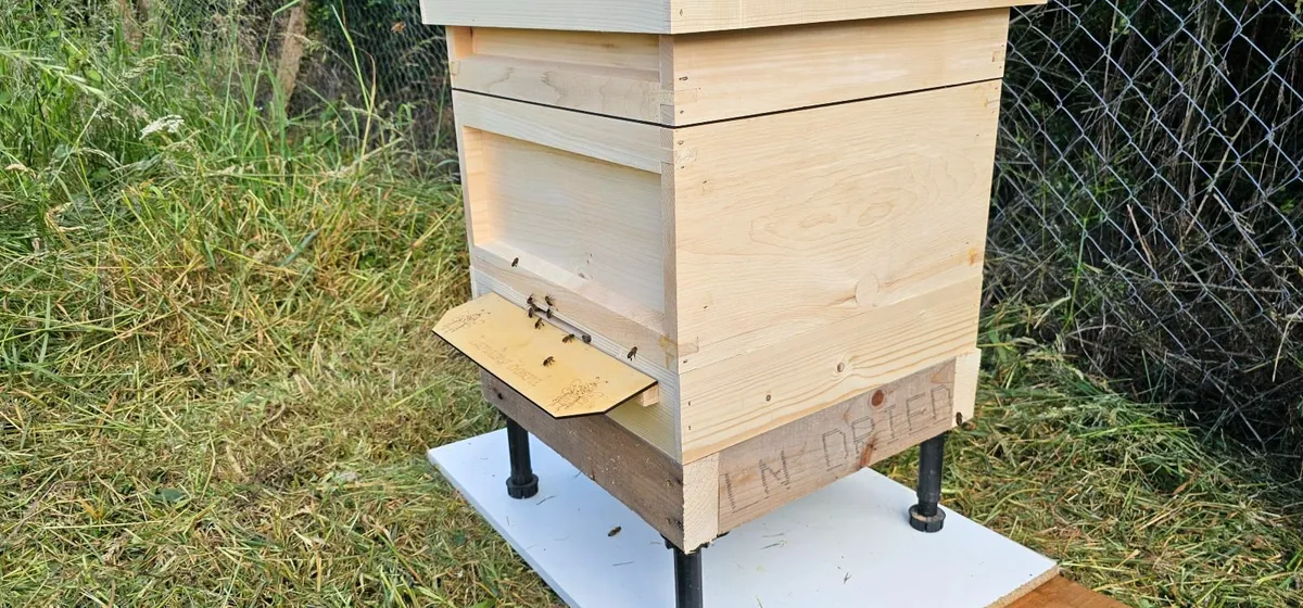 National hive with bees - Image 2