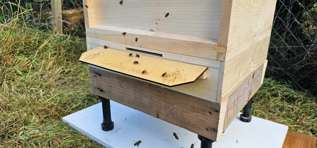 National hive with bees - Image 3