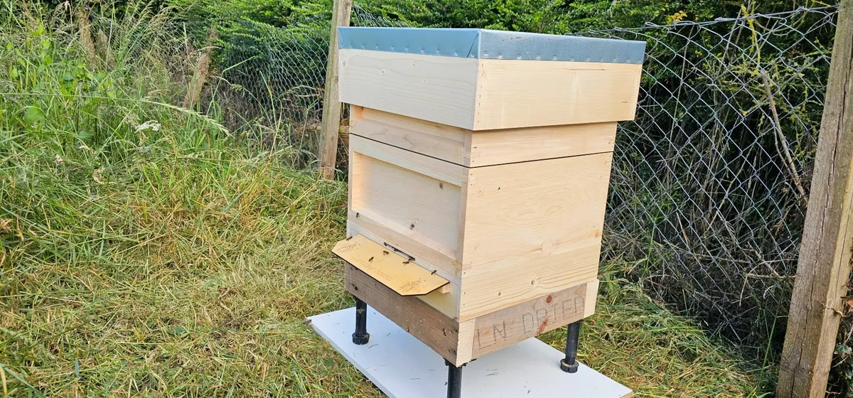National hive with bees - Image 4