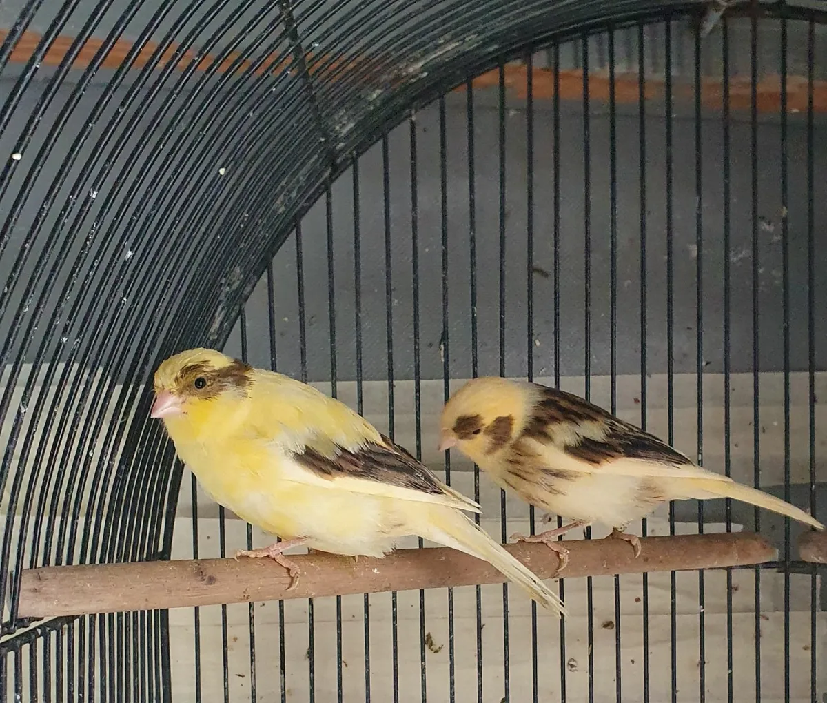 Canary - Image 1