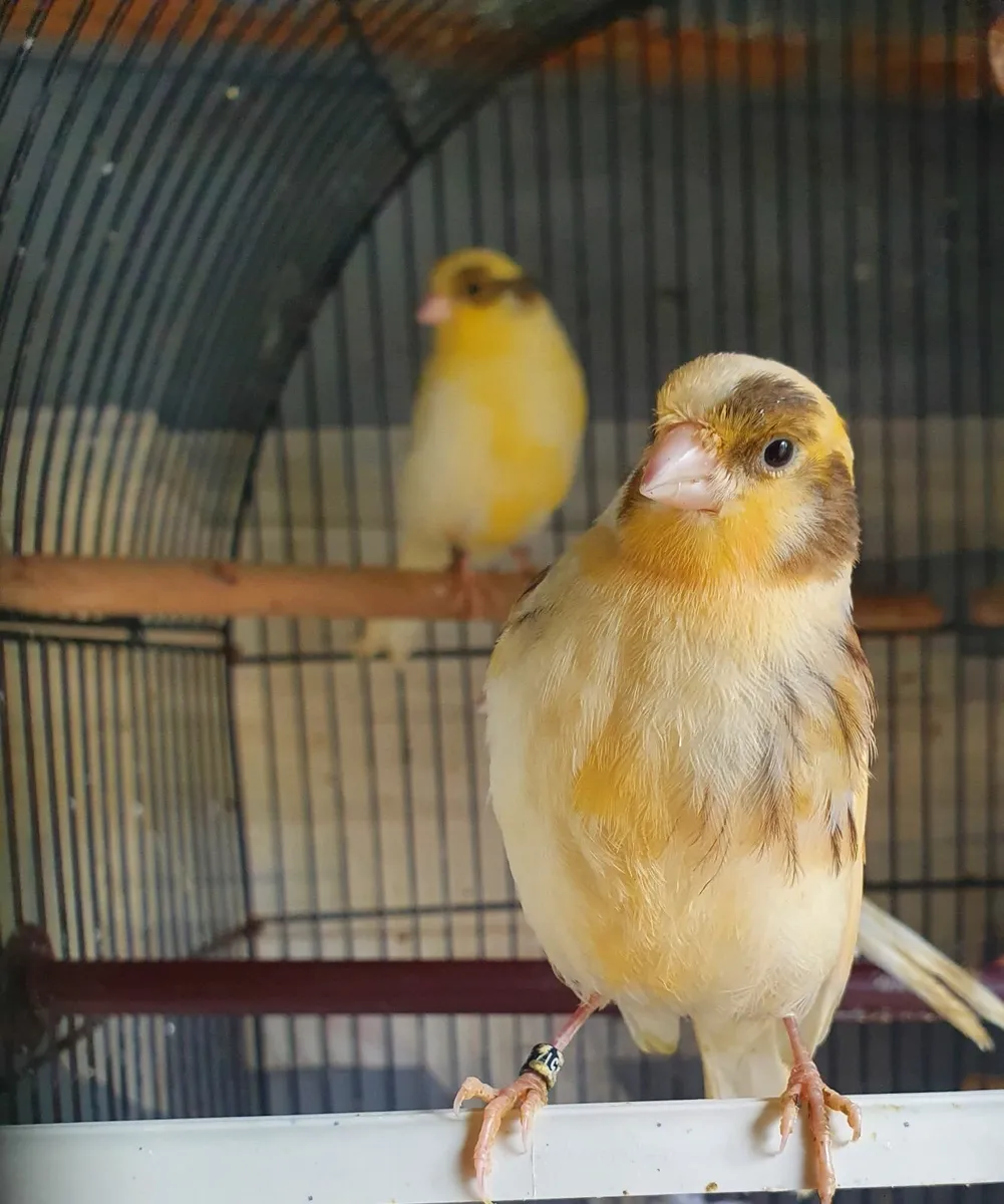 Canary - Image 2