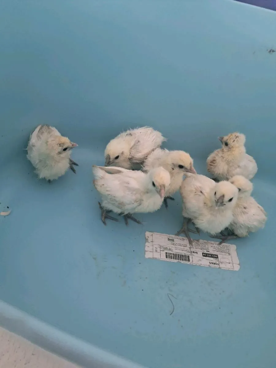Silkies, turkeys, call ducks, day old, broody hen - Image 1