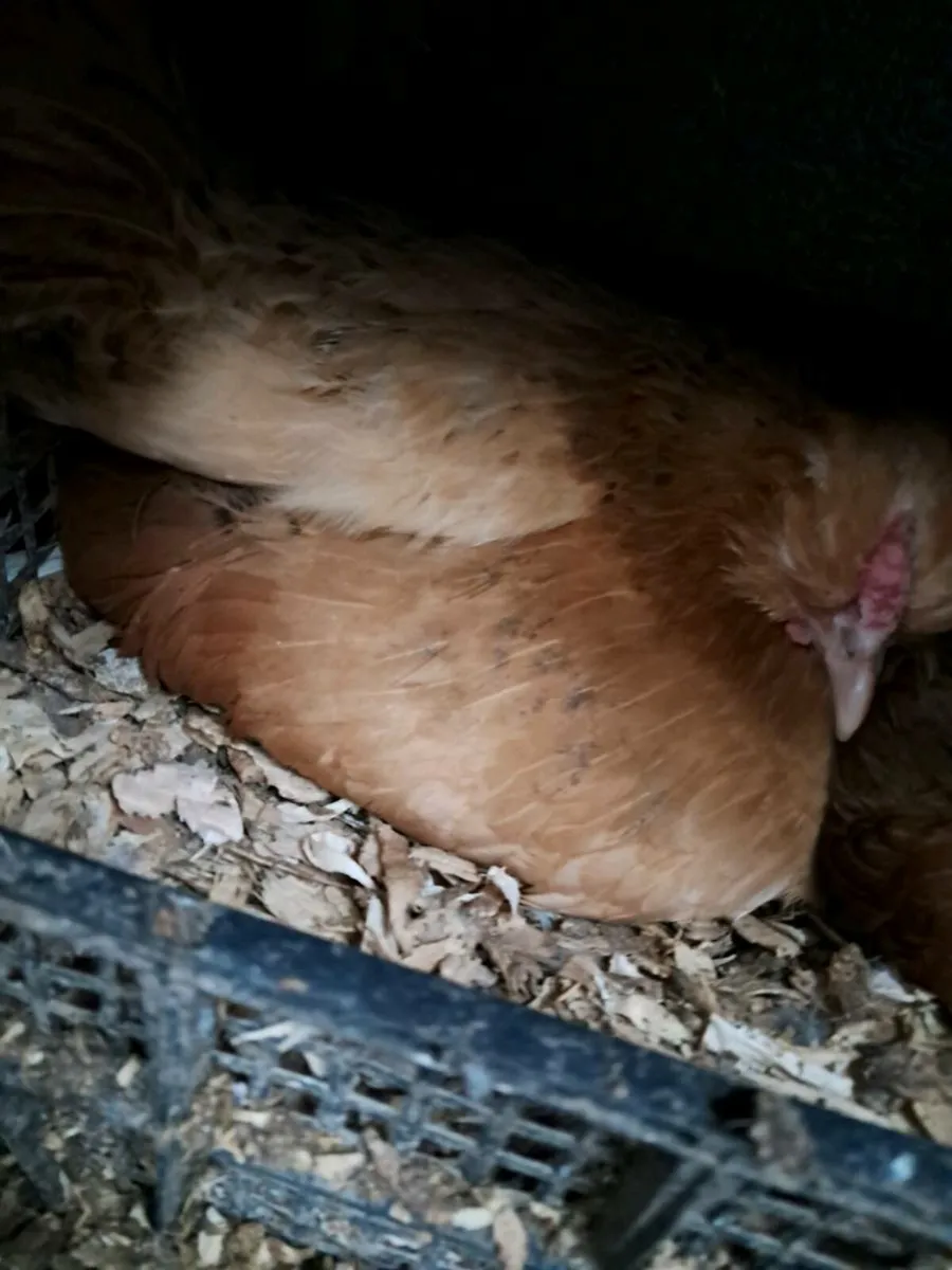 Silkies, turkeys, call ducks, day old, broody hen - Image 2