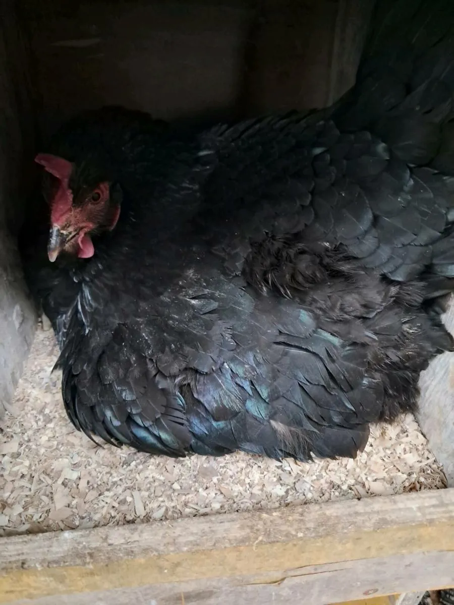 Silkies, turkeys, call ducks, day old, broody hen - Image 3