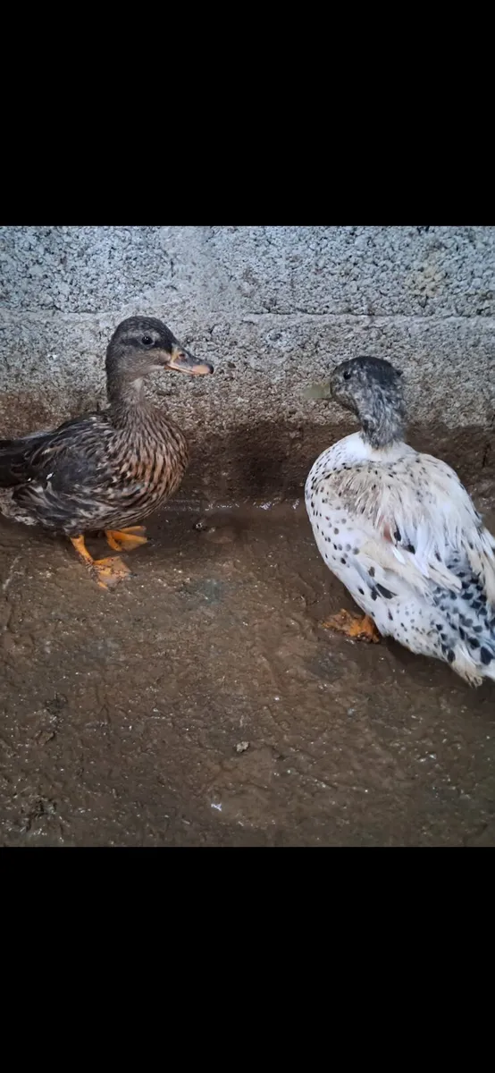 Silkies, turkeys, call ducks, day old, broody hen - Image 4