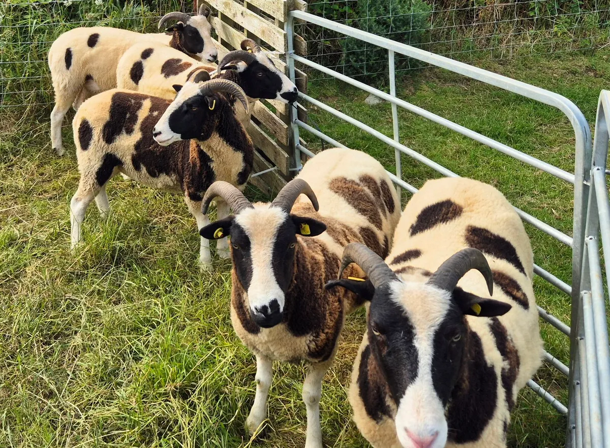Pedigree Jacob Hoggets - Image 1