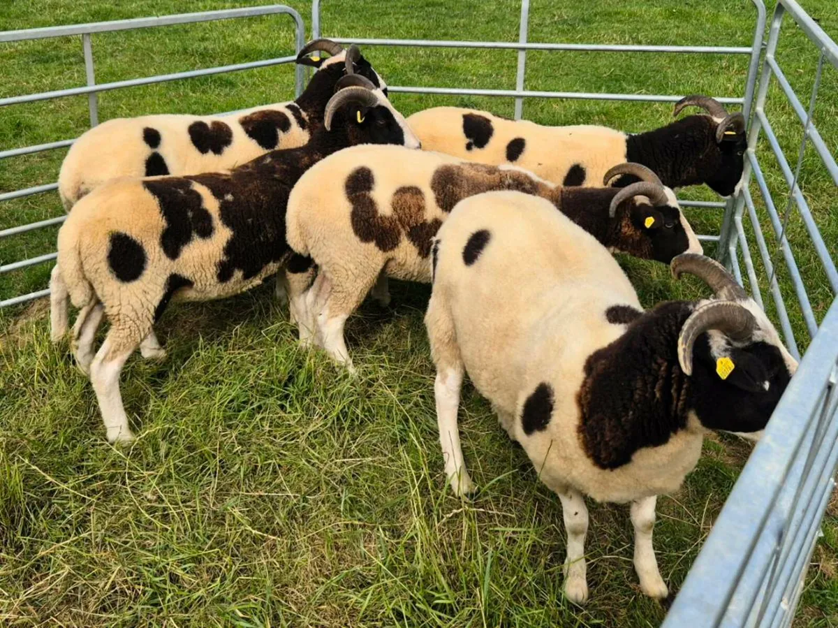 Pedigree Jacob Hoggets - Image 2