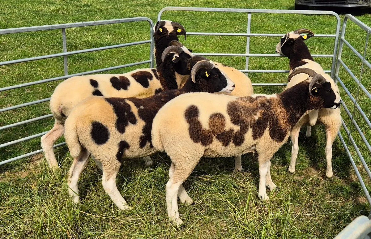 Pedigree Jacob Hoggets - Image 3