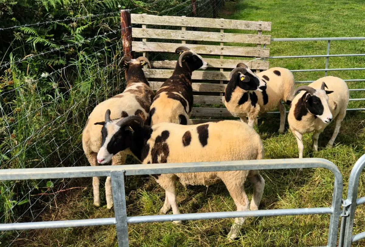 Pedigree Jacob Hoggets - Image 4