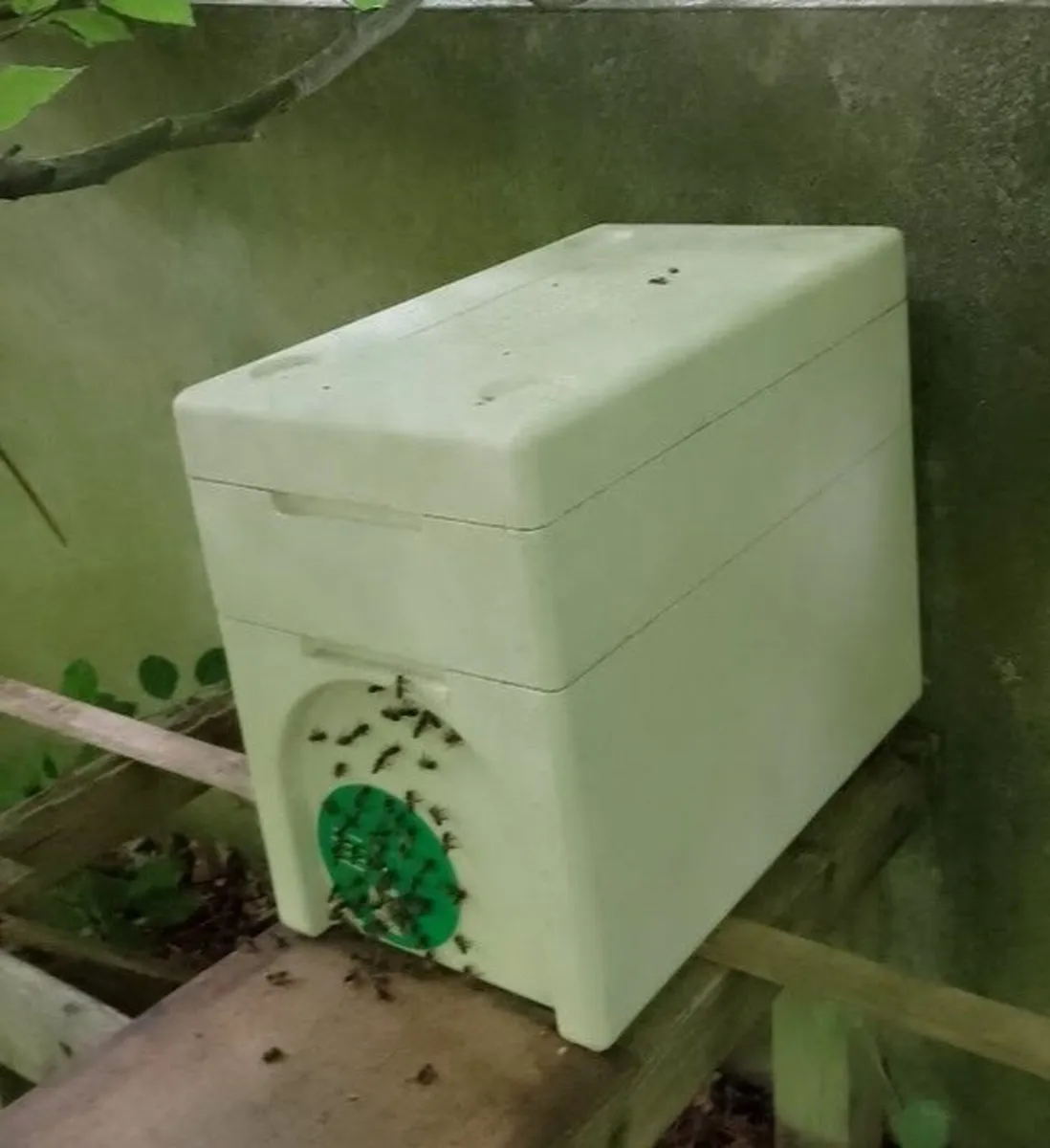 Nucs of bees
